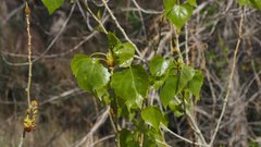 Populus fremontii fremontii