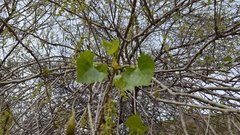 Populus fremontii fremontii