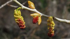 Populus fremontii fremontii