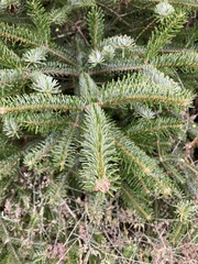 Abies cilicica