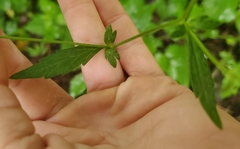 Geum virginianum