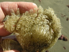Tonnoidea