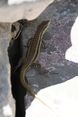 Podarcis erhardii riveti