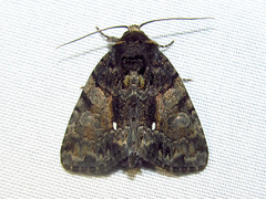 Chytonix palliatricula