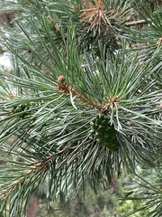 Pinus sylvestris