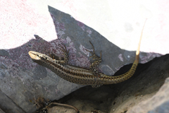 Podarcis erhardii riveti