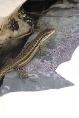 Podarcis erhardii riveti