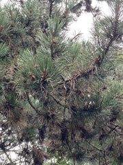 Pinus nigra