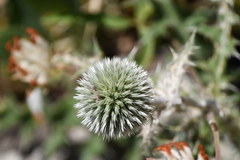 Echinops sphaerocephalus albidus