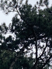 Pinus nigra