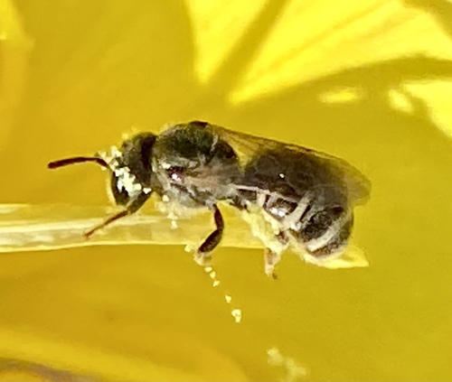 iNaturalist observation photo of Tripartite Sweat Bee