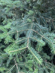 Abies cephalonica