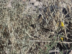 Leptasthenura striata