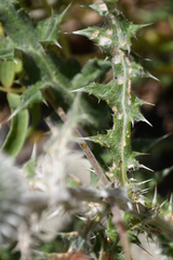Echinops sphaerocephalus albidus