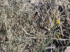 Leptasthenura striata