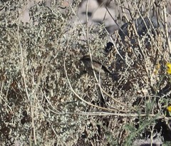 Leptasthenura striata