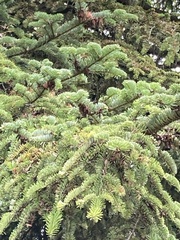 Abies numidica