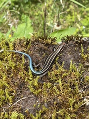 Plestiodon finitimus