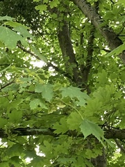 Acer platanoides