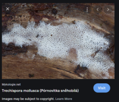 Trechispora mollusca