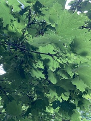 Acer platanoides
