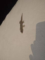 Tarentola angustimentalis