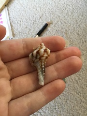 Marmorofusus nicobaricus