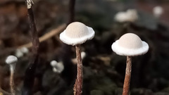 Poronia pileiformis