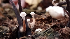 Poronia pileiformis