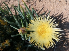 Conicosia pugioniformis