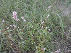 Persicaria bicornis