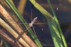 Limnoporus rufoscutellatus