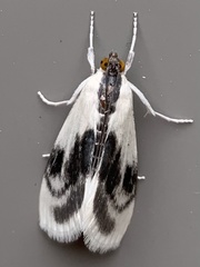 Cliniodes ostreonalis