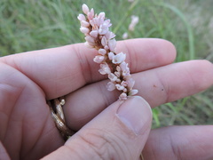 Persicaria bicornis