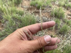 Muhlenbergia montana
