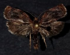 Archips infumatana