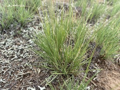 Muhlenbergia montana