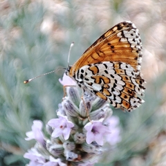 Melitaea cinxia