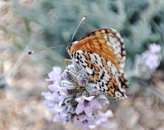 Melitaea cinxia