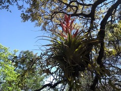 Tillandsia parryi