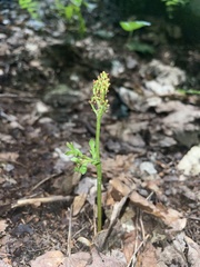 Botrychium angustisegmentum