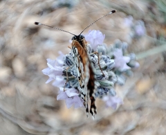 Melitaea cinxia