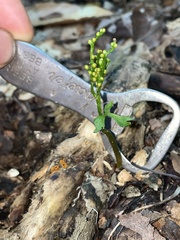 Botrychium angustisegmentum