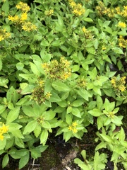 Phedimus kamtschaticus