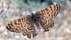 Melitaea cinxia