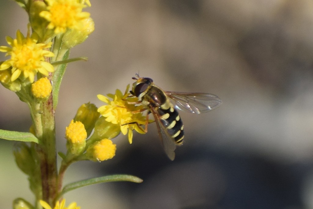 Six-spotted Flower Fly