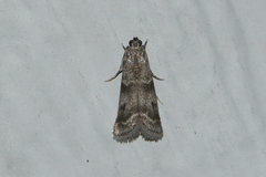Laetilia fiskeella