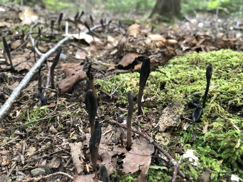 Geoglossaceae image