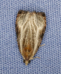 Olethreutes quadrifidum
