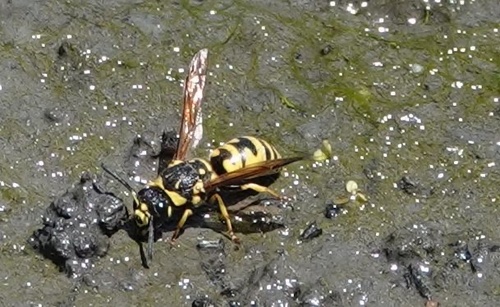 photo of Cross Potter Wasp (Eumenes crucifera)